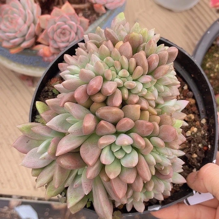 桃花源缀2667多肉植物