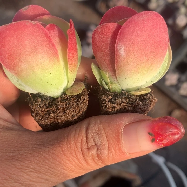 唐印小4颗   （不满9.99发空盆需要拍保温不拍扣1颗多肉）