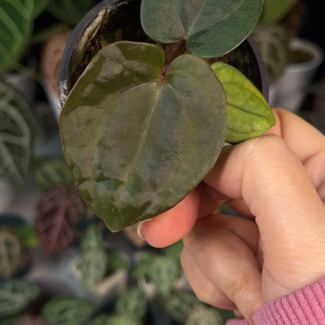 无花朵紫奢（6788）