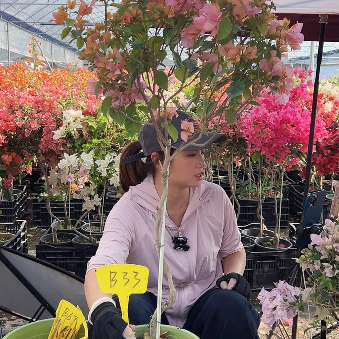 小***点大部分花苞少量开放B33金发女郎