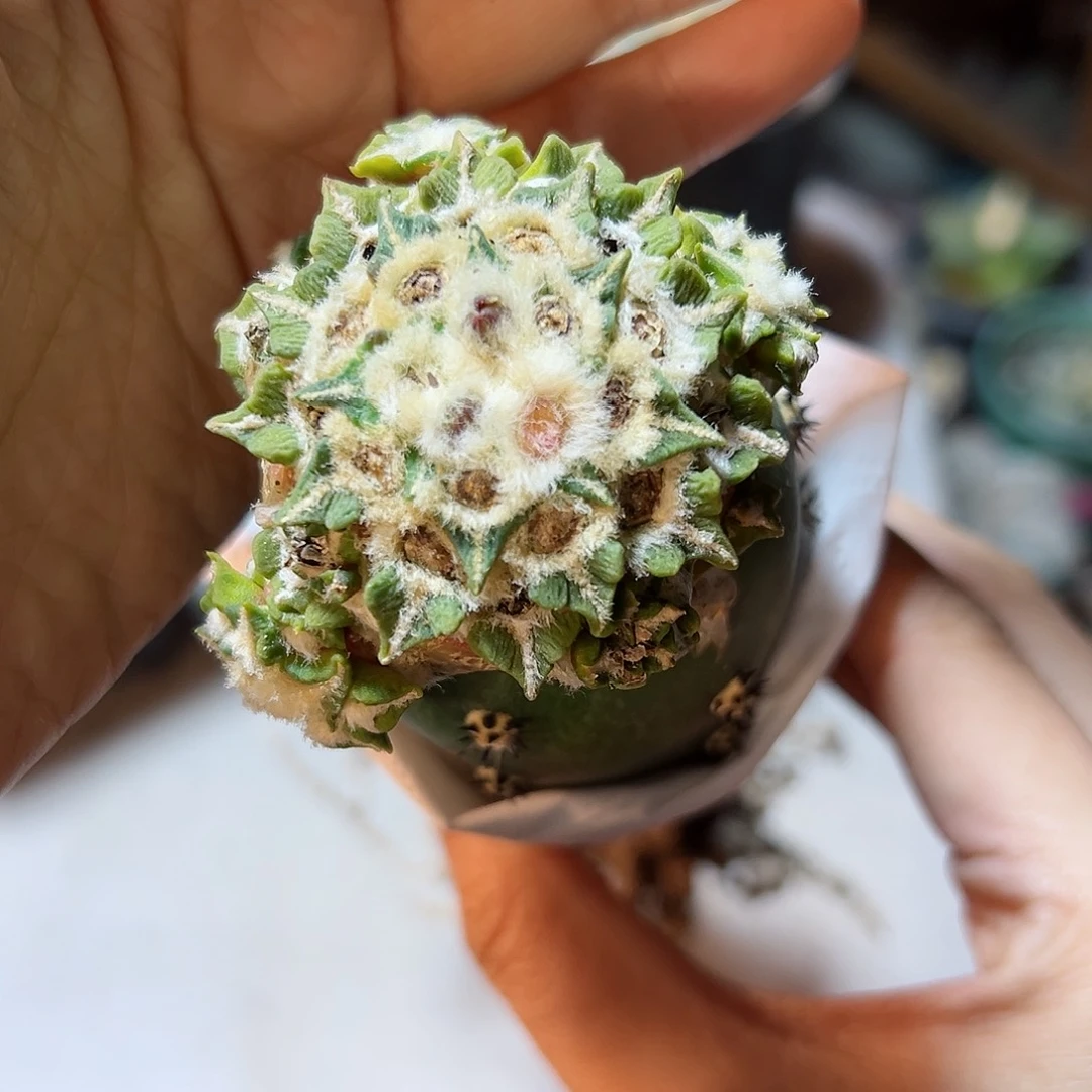 晚31号大肚牡丹锦5.2公分带柱