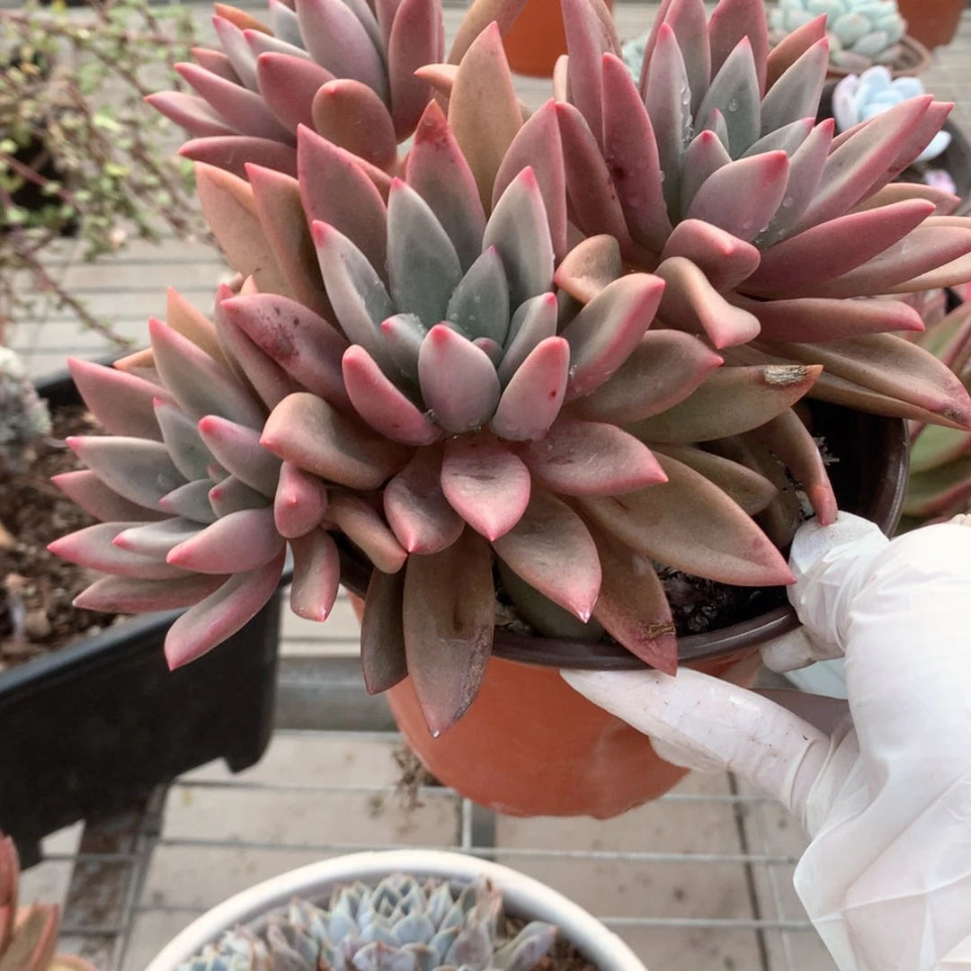 L****?桃花源多肉植物