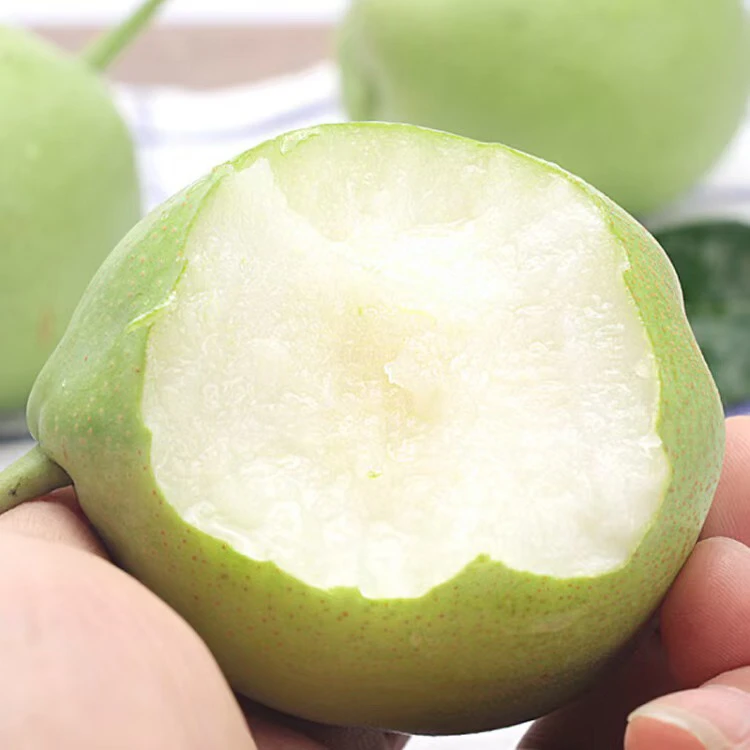 云南昆明高山香酥梨 现摘现发3斤(特大果)果王