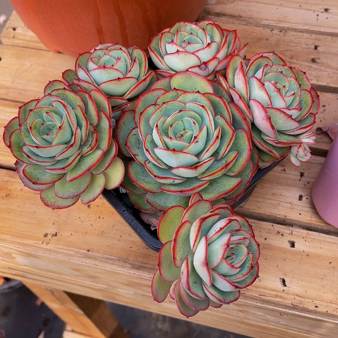 夏*牡丹停多肉植物群