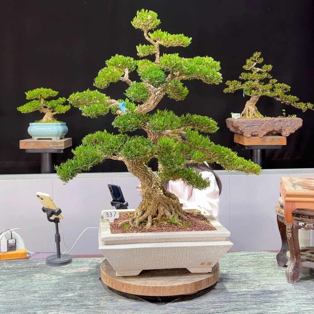 黄杨盆景黄杨盆景雀舌软枝