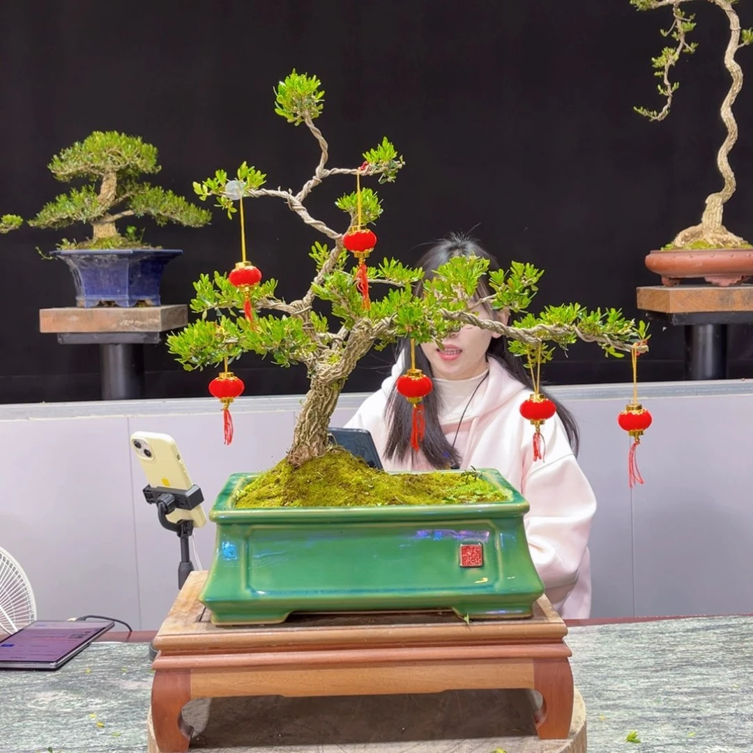 四季常青老桩黄杨盆景