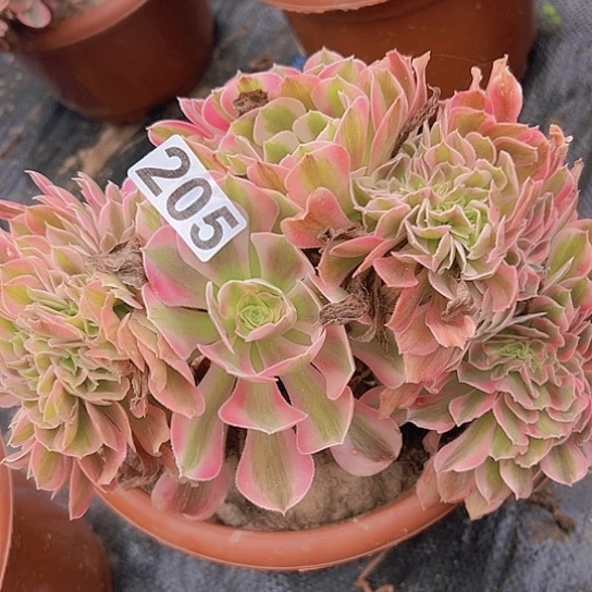 快***姐多肉植物一类女巫