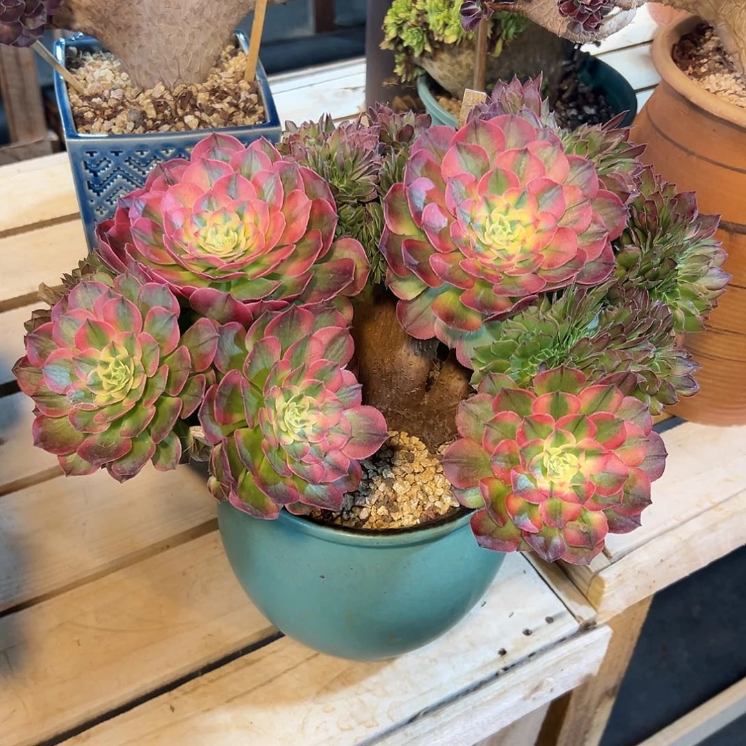 海王缀化老桩厚板朵缀