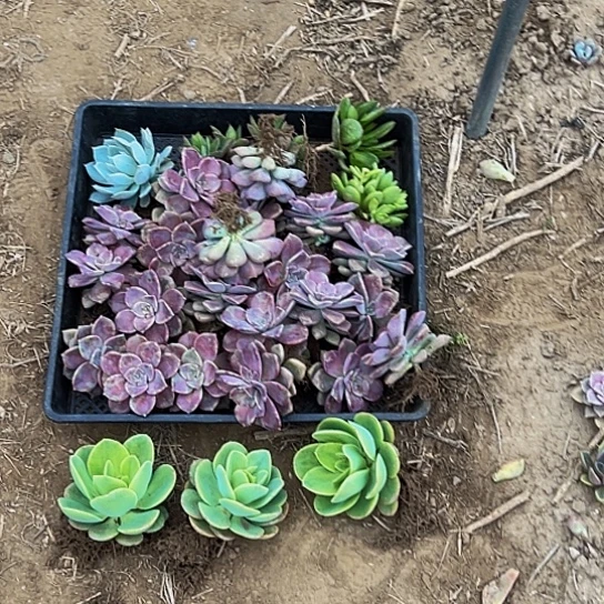 多肉拼盘六个品种