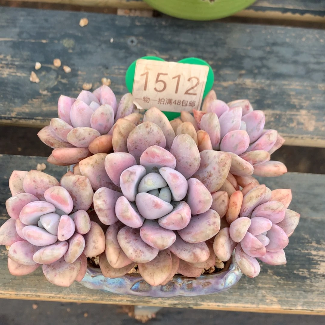 奥普拉丝锦无砍平头1512