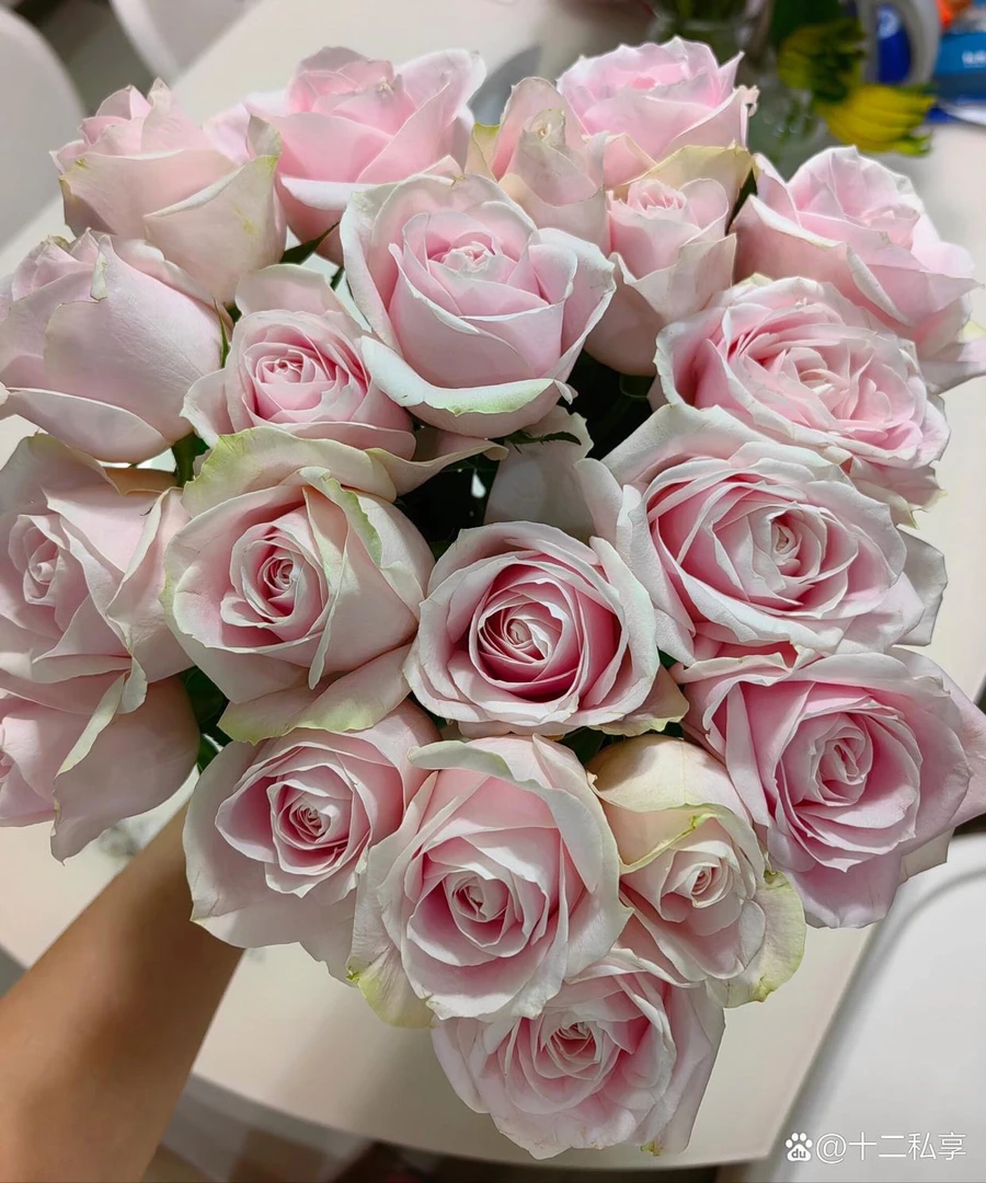 【粉红雪山】云南玫瑰花老桩大苗大花浓香月季盆栽地栽室内室外好养