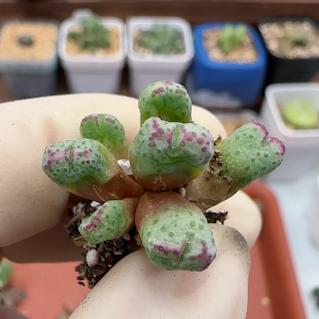 721原始斑马福利