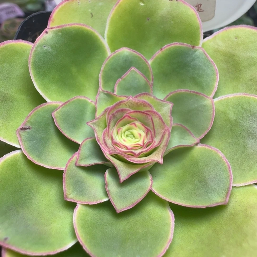 楹楹-29-冠幅  6cm