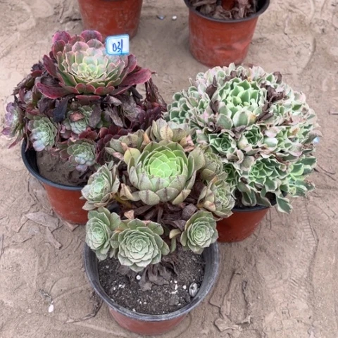 031多肉植物组合，