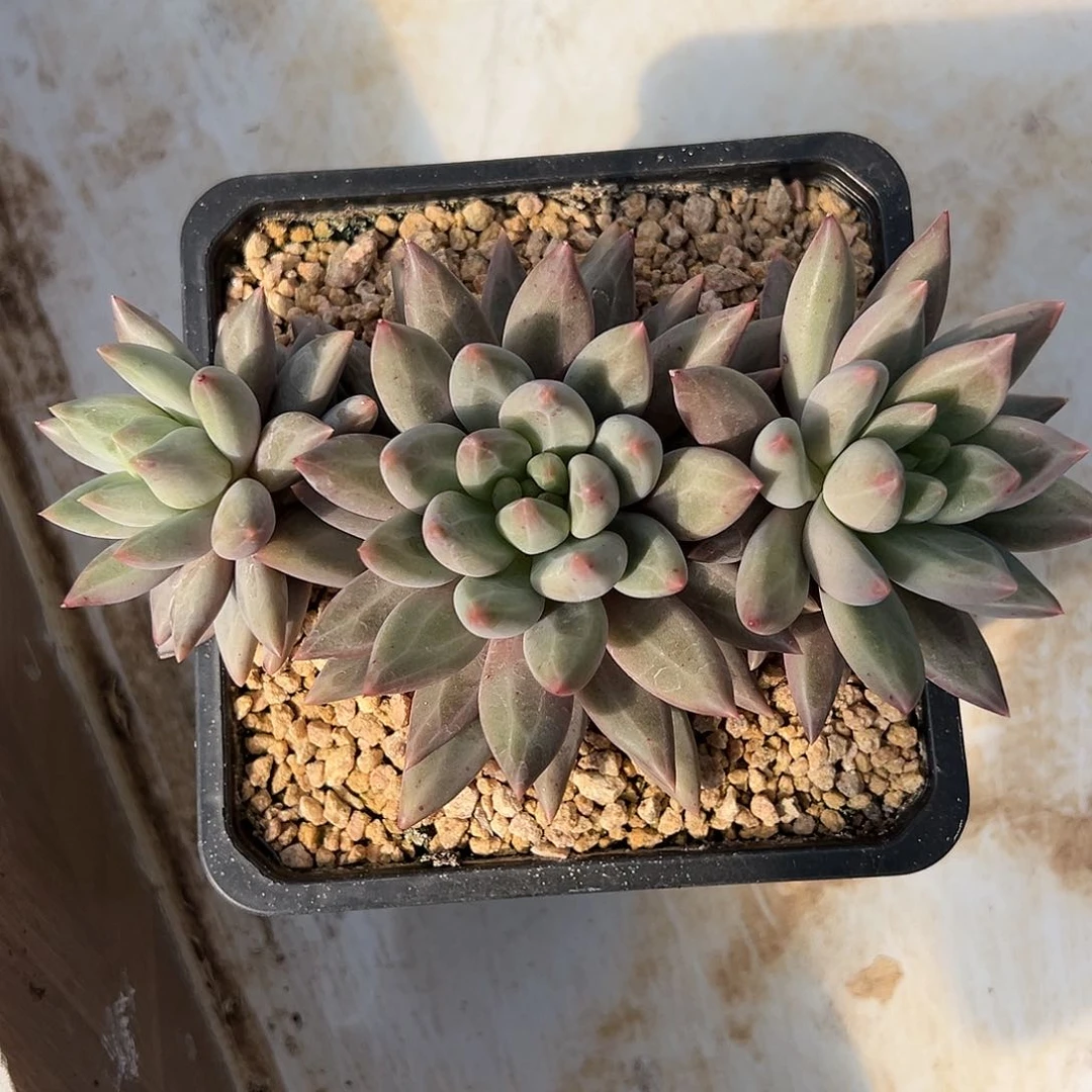 【闪购商品】水晶球