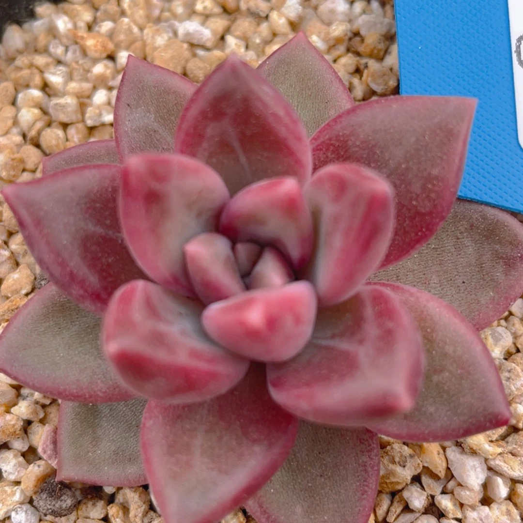 0214-14-迷雾泡泡大福利一颗