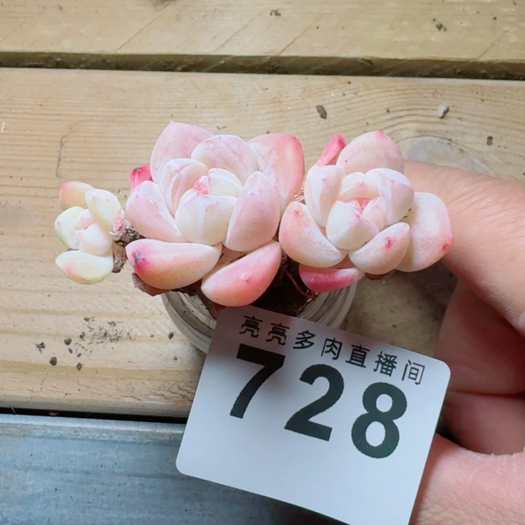 小脸冰玉      愿你一路坦途，乘风破浪展宏图