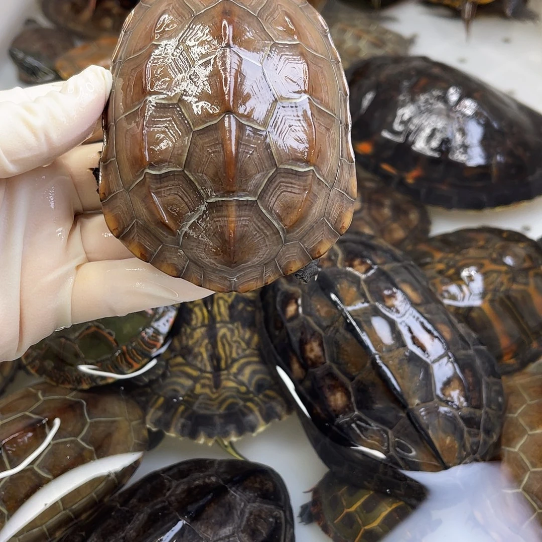 王***飞中华草龟公母搭配