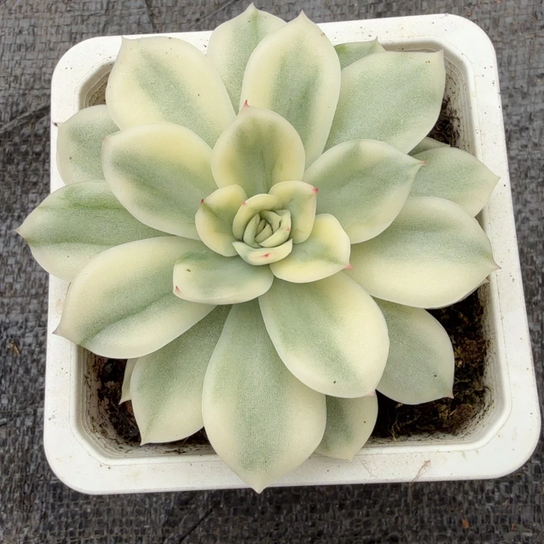 黑水晶锦上园艺一物一拍