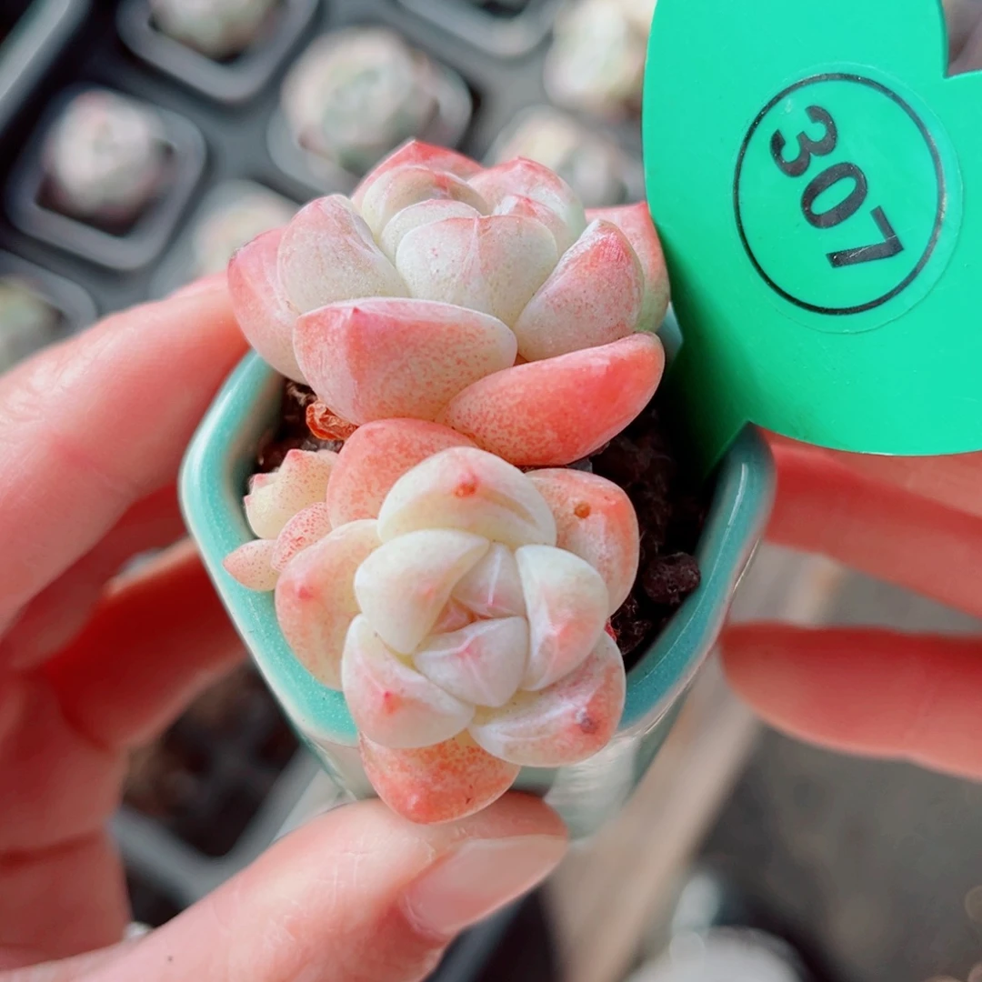 307号小老桩冰玉双头