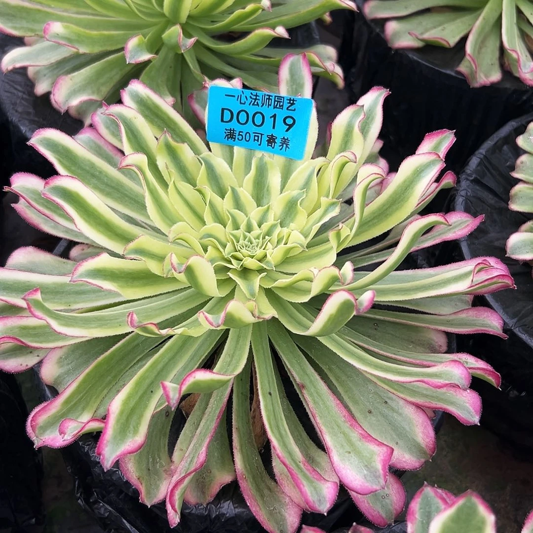 0019多肉植物绿仙墨