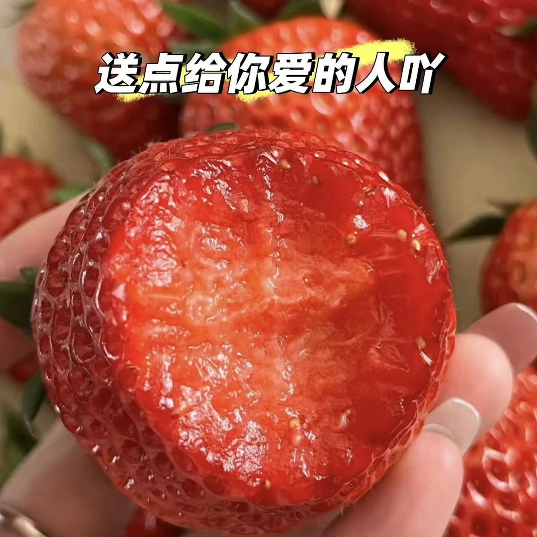 正宗丹东新鲜大草莓 一口爆汁 香甜浓郁【包头同城小时达】