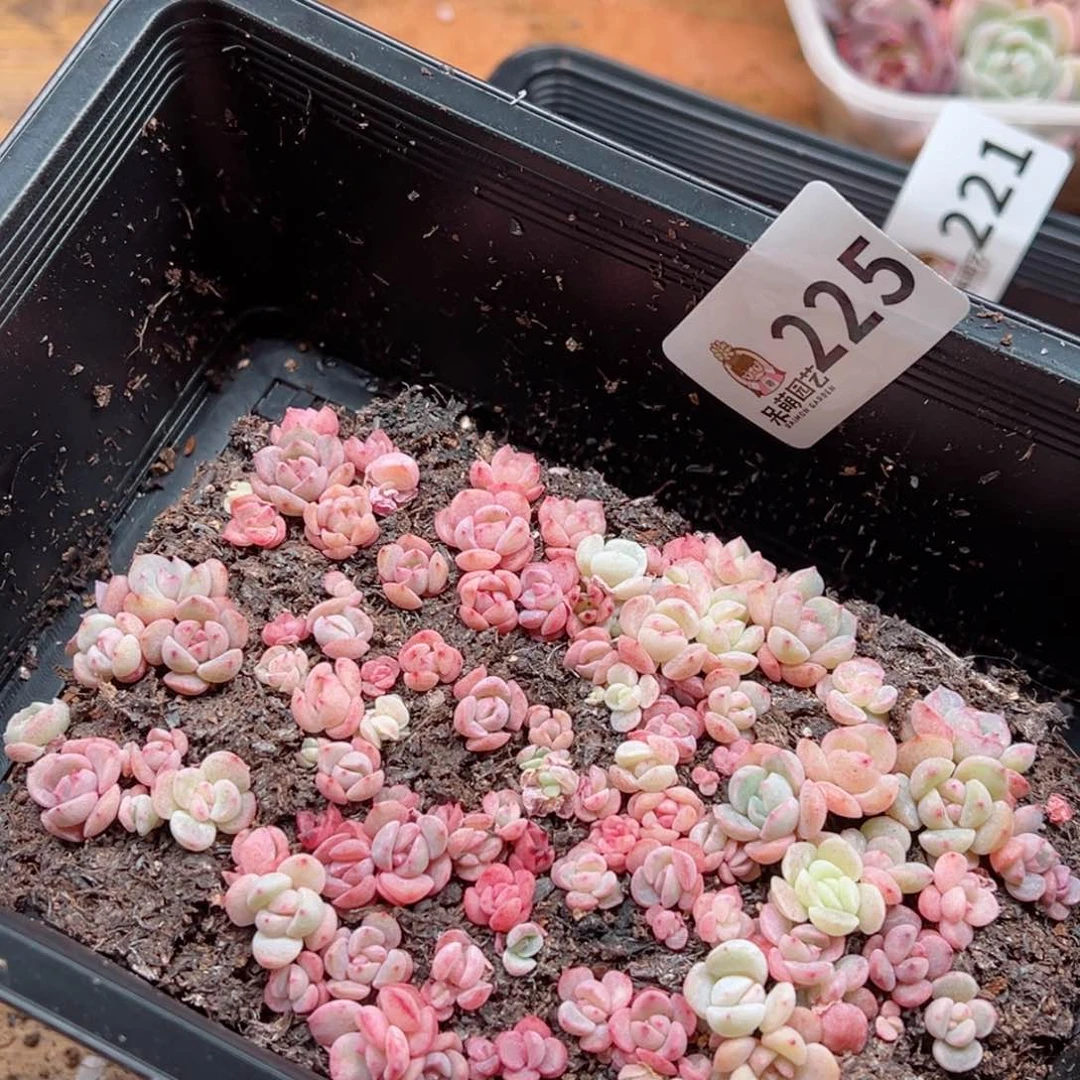 多肉植物多肉植物