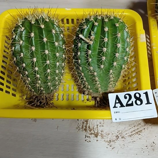 当前无花栽培后可以开花a281