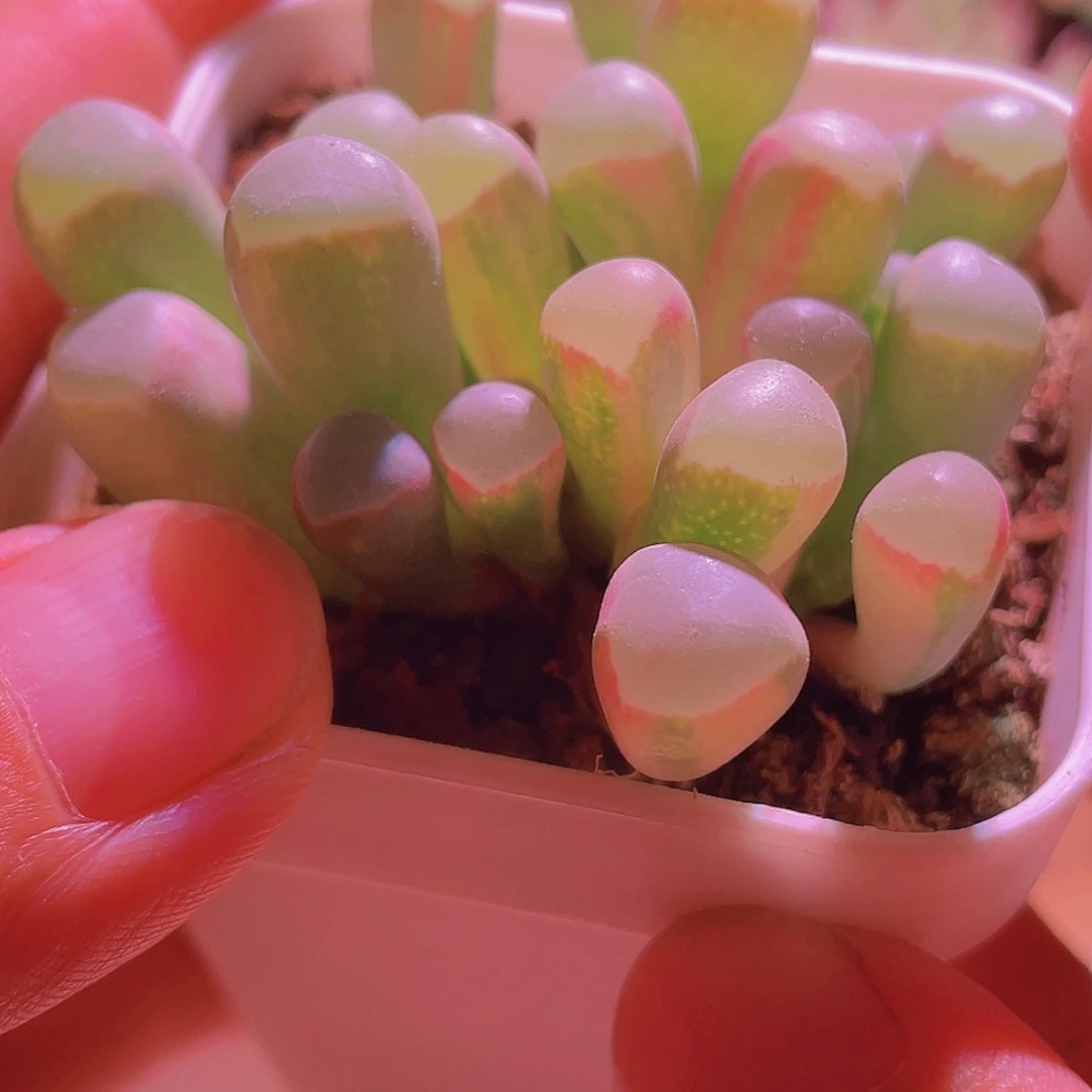 五十玲玉锦特价不包损
