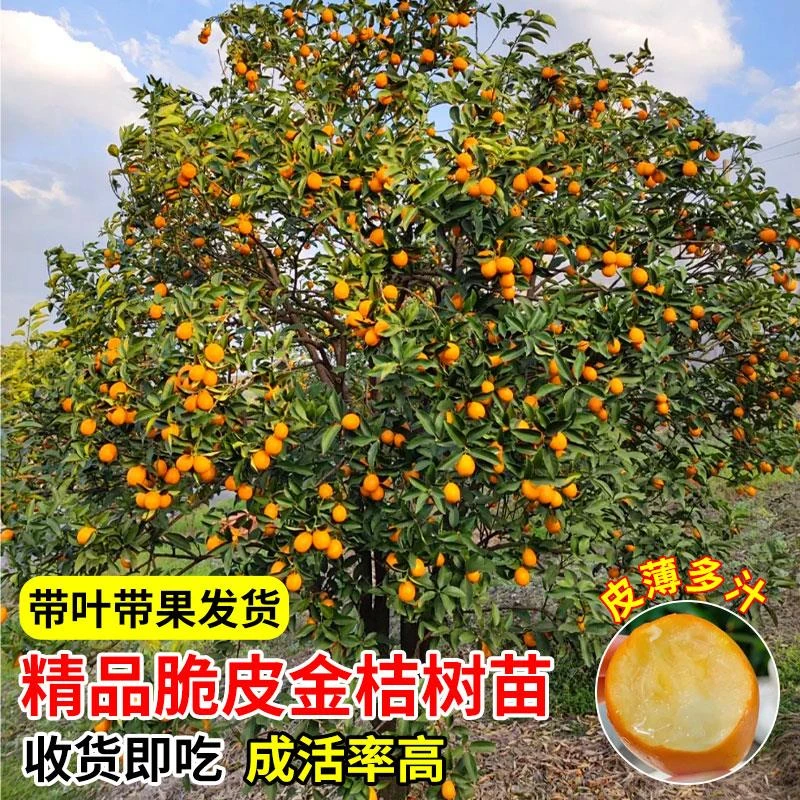正宗脆皮金桔树树苗带果发橘子树南北方盆栽庭院地栽当年结果