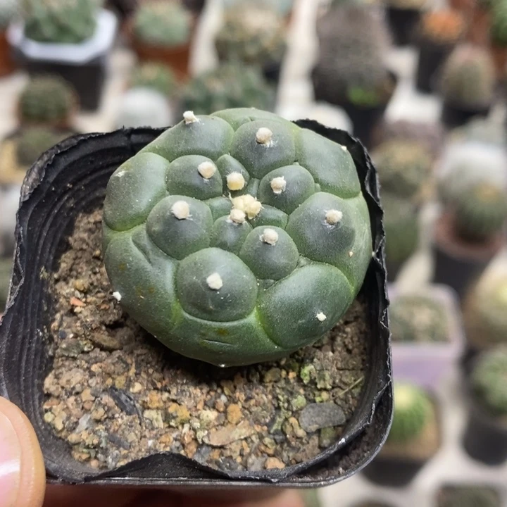 实生龟甲兜特价福利