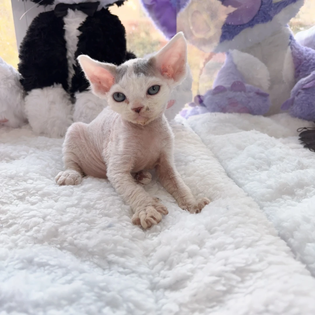 大耳朵精灵蓝白梵弟弟