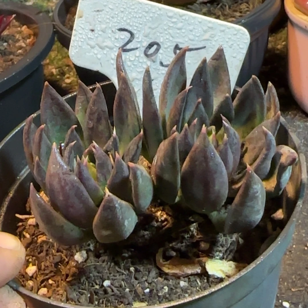 黑骑士205一物一拍包装收缩花旱