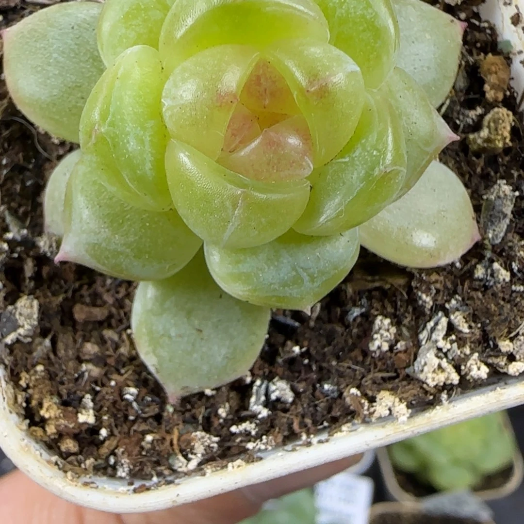 116东篱下多肉植物哈哈哈哈哈