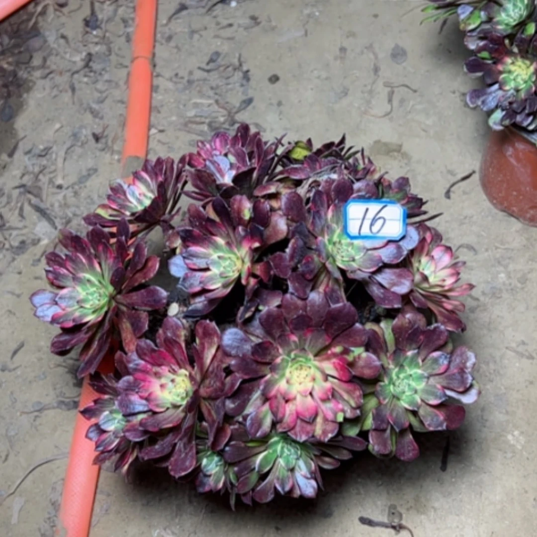 【闪购商品】丫****单胭花16砍过