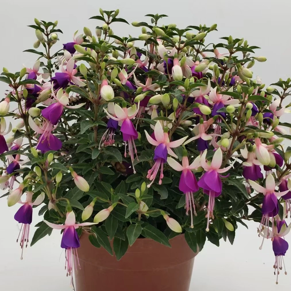 云花基地【老桩母本紫精灵灯笼花】倒挂金钟花苞多基地直发