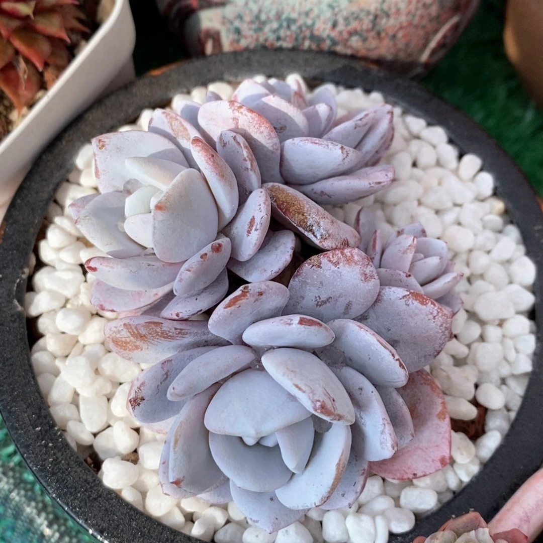 雪莲多肉植物盆栽