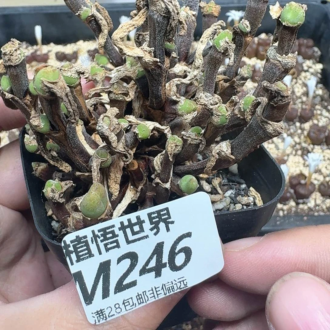 的植物的动作吃fv