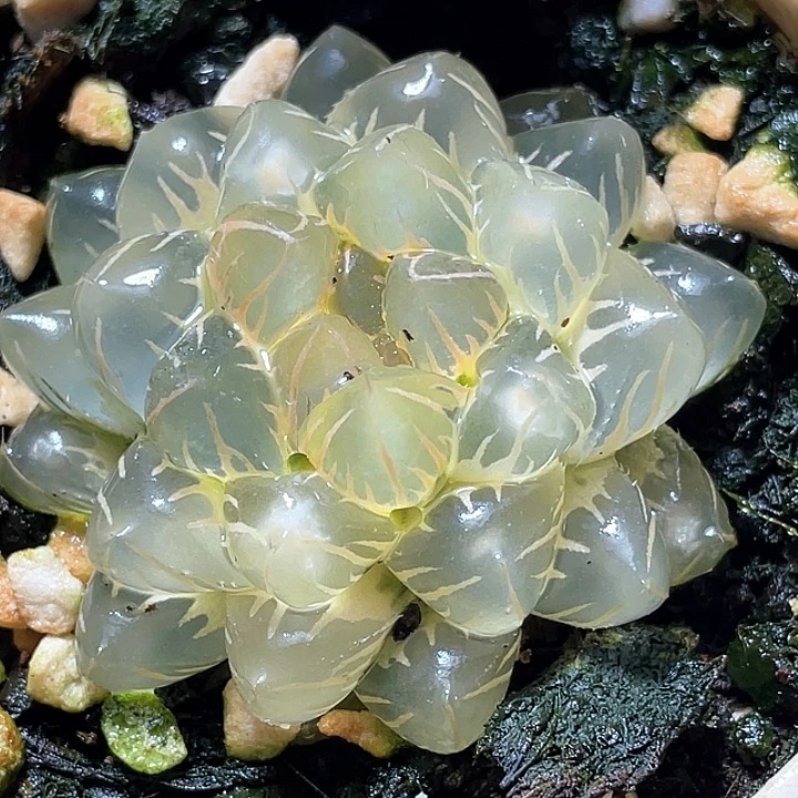 525亚成糊斑灯芯水中月锦