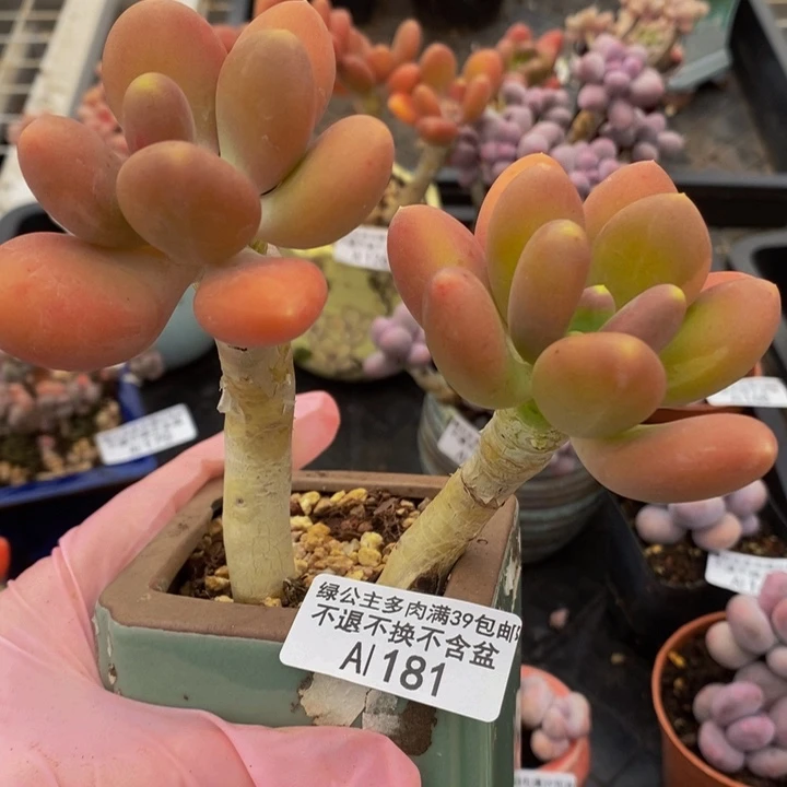 金蝉老桩181多肉植物