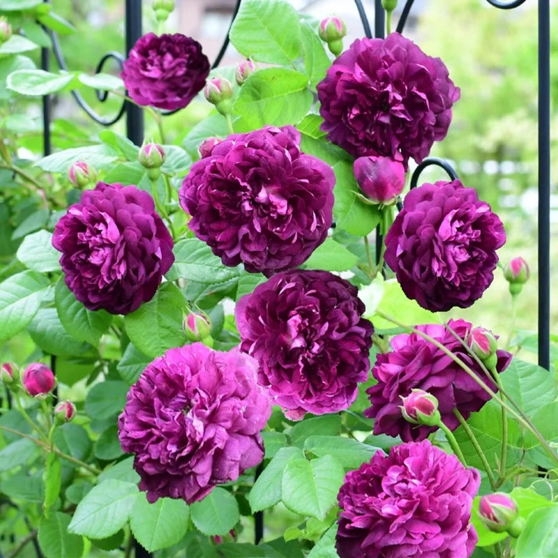 比利时 月季花苗灌木爬滕蔷薇四季开花庭院阳台浓香型花卉