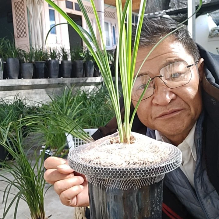 完全开放莲瓣兰的品种永怀素