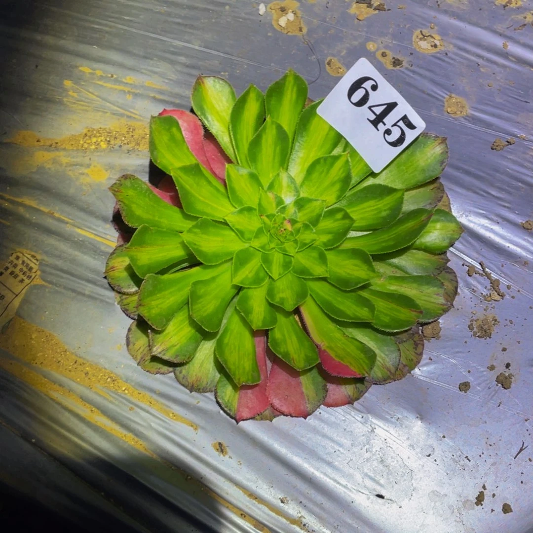 知否多肉植物多肉645