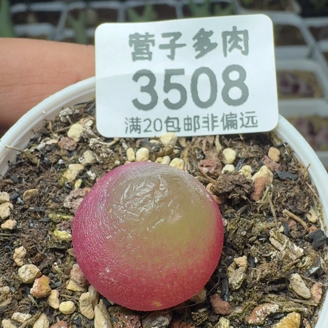 带盆土                2.0带盆土