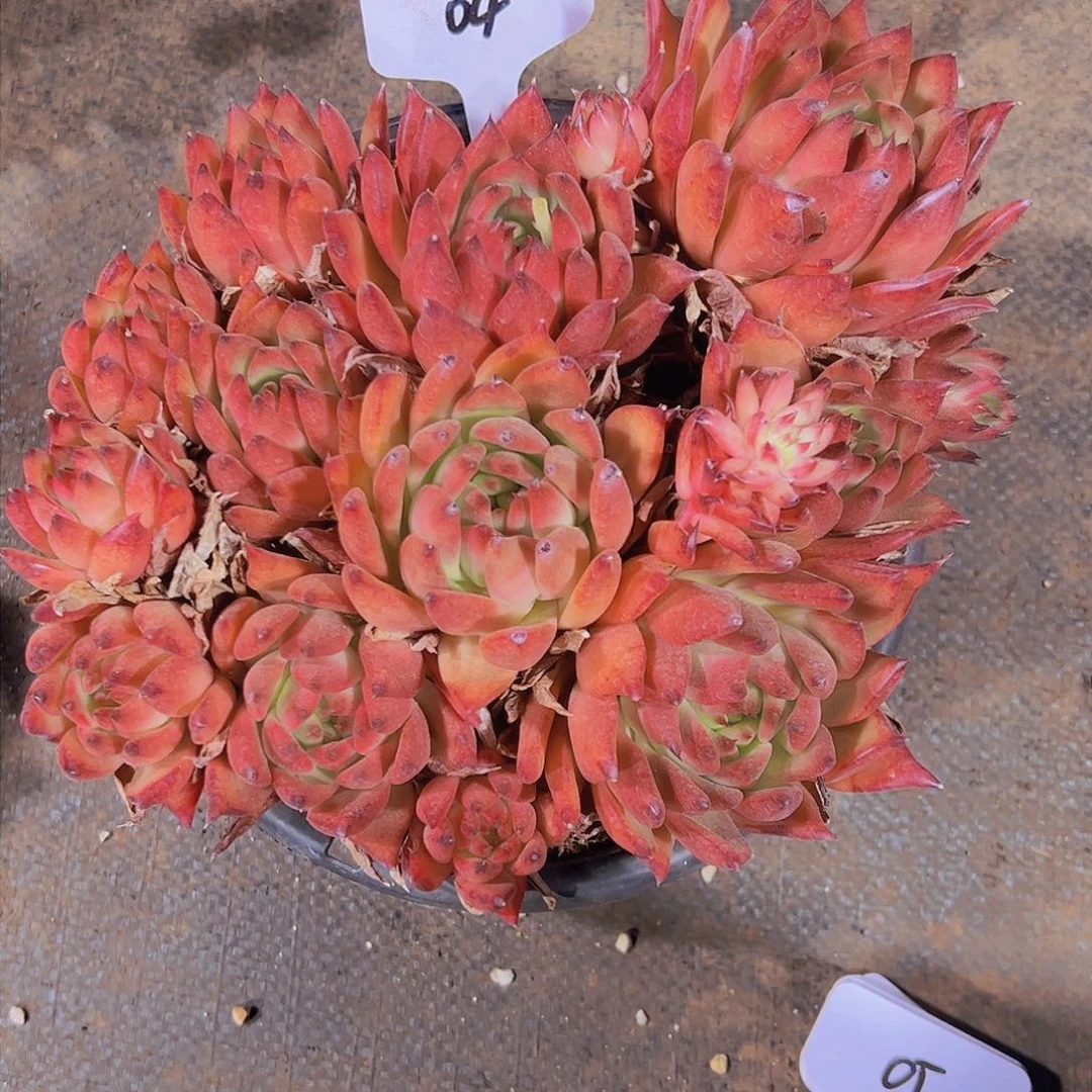 百****04东云群。。。。。。。