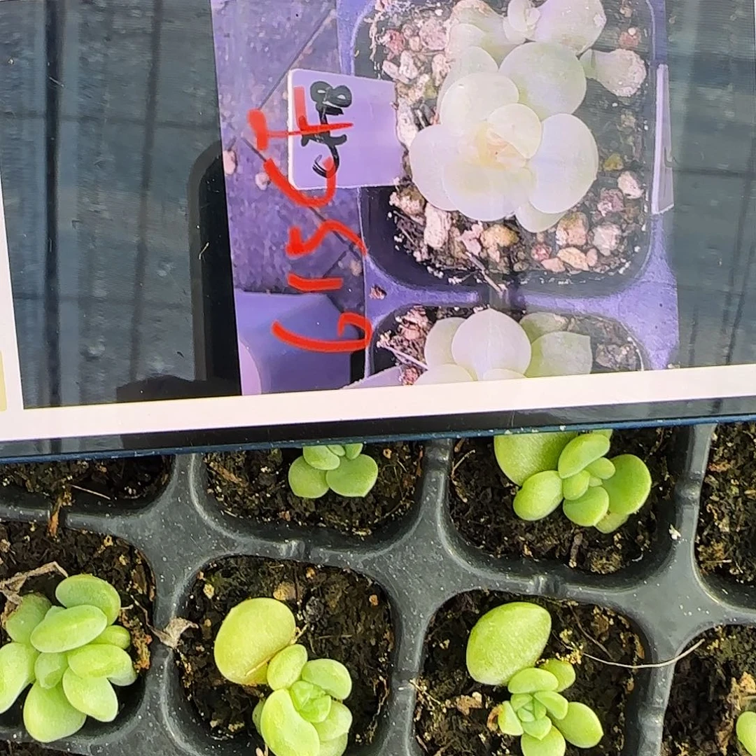 财富615 中苗穴一个满25包邮