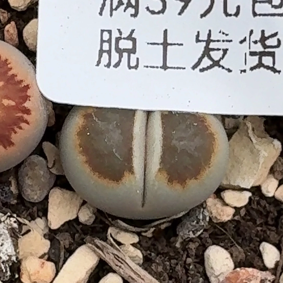 845多肉哈哈哈哈哈哈哈