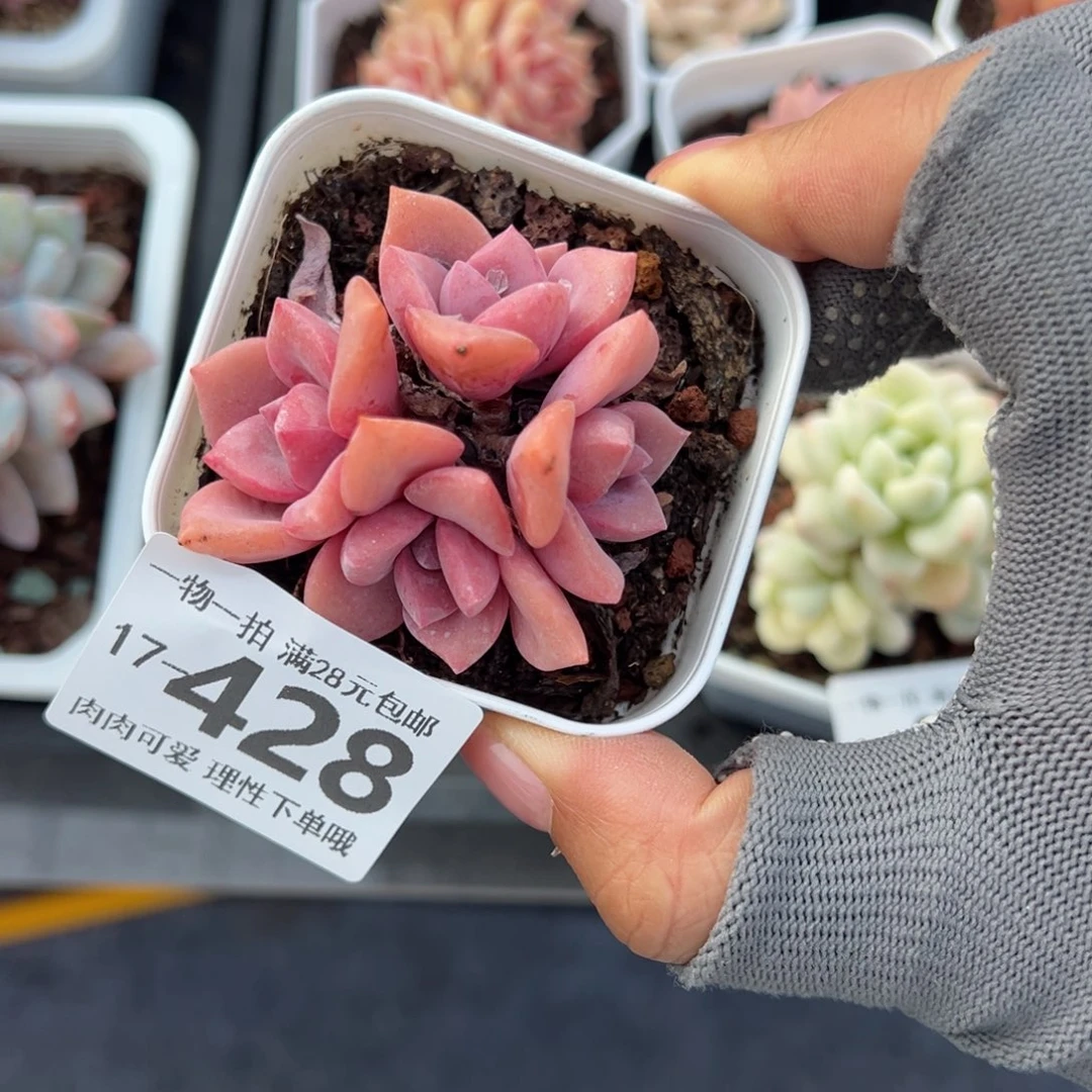 彩虹糖多肉多肉多肉多