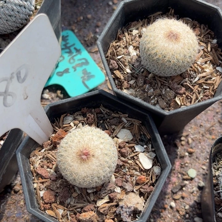 贰*贰980实生月世界好养