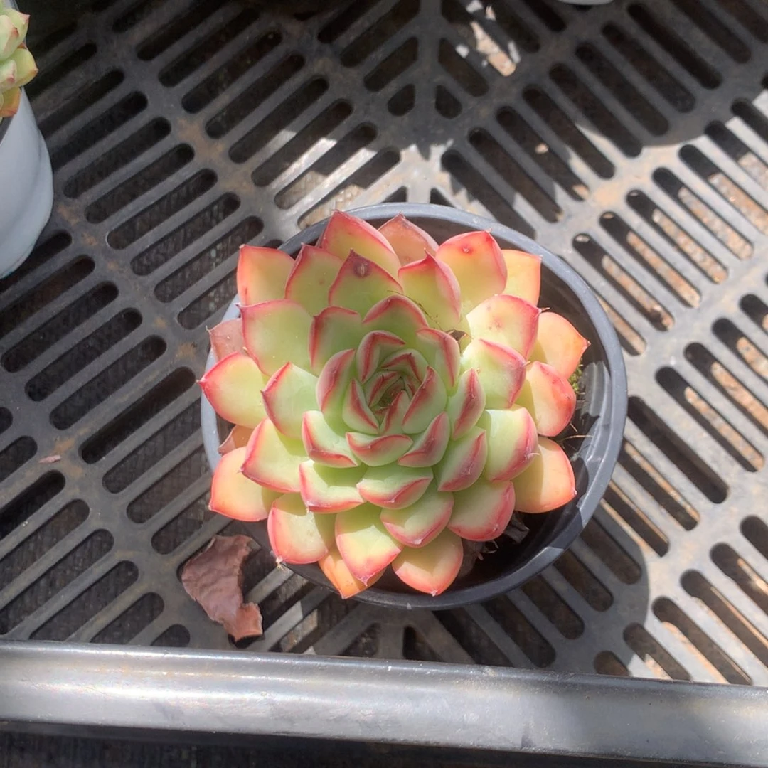 那时候是个啥日子都是